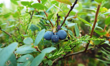 Güzel mantar sinek agarics bir çam ormanı kenarında büyüdü.