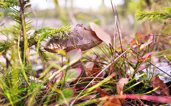 Beaux Champignons Volent Agarics Poussaient Lisière Une Pinède — Photo