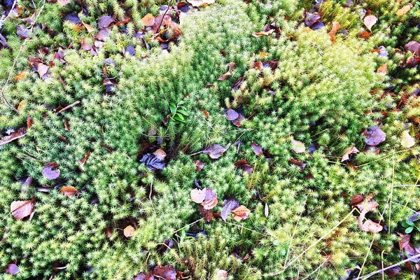 Beautiful Mushrooms Fly Agarics Grew Edge Pine Forest — Stock Photo, Image
