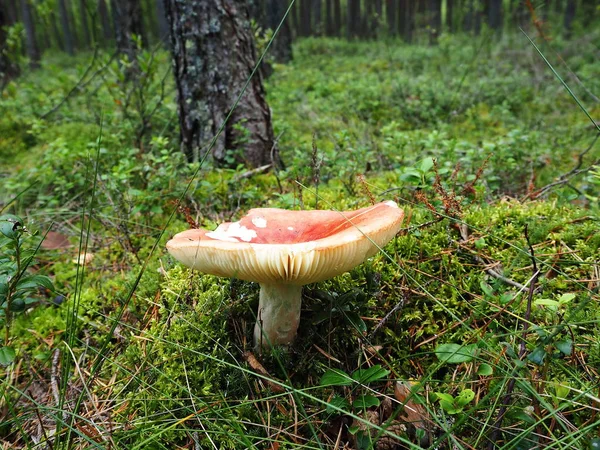 Hermosas Setas Mosca Agáricos Crecieron Borde Bosque Pinos — Foto de Stock