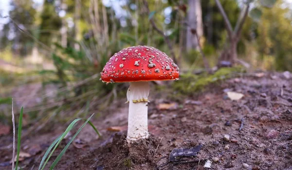 Belos Cogumelos Voam Agarics Cresceu Borda Uma Floresta Pinheiro — Fotografia de Stock