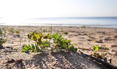 Rusça (Avrupa doğa) güzel manzaralar. Her mevsim manzaralar. Kış orman, parlak bir soğuk gün güzellik.