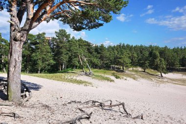 Rusça (Avrupa doğa) güzel manzaralar. Her mevsim manzaralar. Kış orman, parlak bir soğuk gün güzellik.