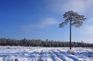 Rusça (Avrupa doğa) güzel manzaralar. Her mevsim manzaralar. Kış orman, parlak bir soğuk gün güzellik.
