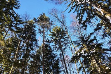 Rusça (Avrupa doğa) güzel manzaralar. Her mevsim manzaralar. Kış orman, parlak bir soğuk gün güzellik.