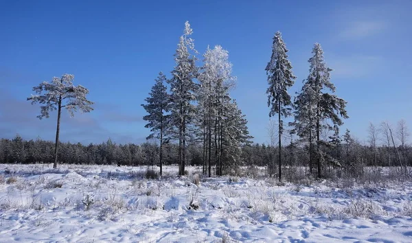 Beaux Paysages Nature Russe Européenne Paysages Toutes Saisons Beauté Forêt — Photo