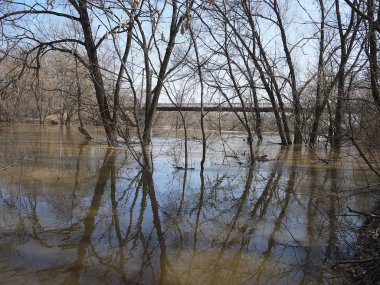Bahar seller. Bahar sel büyük bir akışı içine küçük bir nehir döndü. Ayrıntılar ve yakın çekim