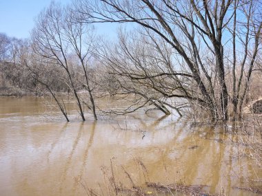 Bahar seller. Bahar sel büyük bir akışı içine küçük bir nehir döndü. Ayrıntılar ve yakın çekim