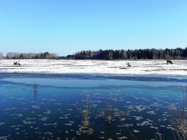 Inondations Printemps Les Crues Printanières Ont Transformé Une Petite Rivière — Photo