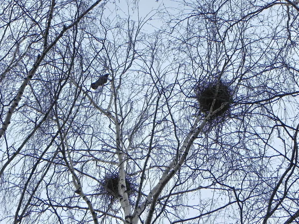 Crow\'s nest on a tree. A flock of crows flying around the trees. Details and close-up.