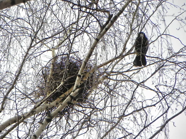 Crow Nest Een Boom Een Zwerm Kraaien Vliegen Rond Bomen — Stockfoto