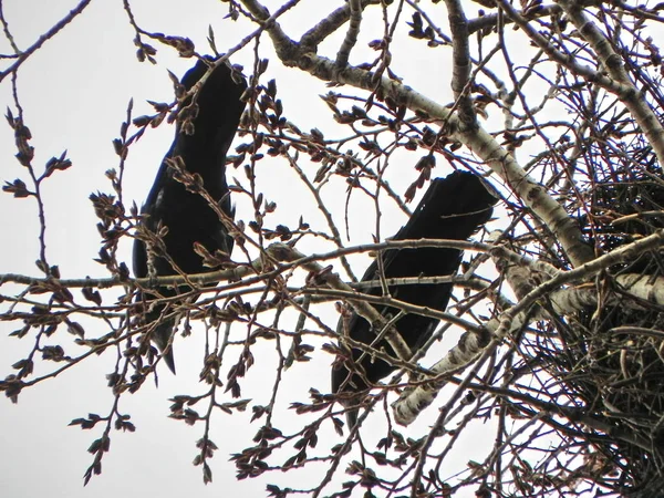 Crow\'s nest on a tree. A flock of crows flying around the trees. Details and close-up.