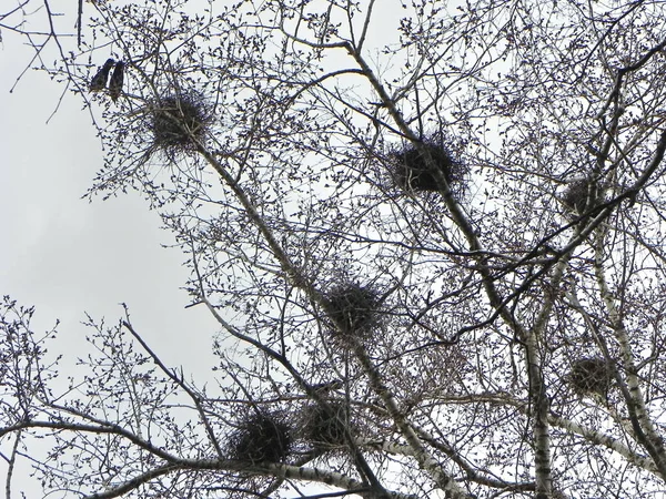 Crow Nest Een Boom Een Zwerm Kraaien Vliegen Rond Bomen — Stockfoto