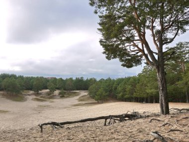 Çam ve kum, ayrıntılar ve yakın çekim.