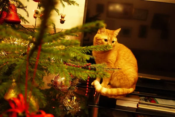 Red cat and tree. Beautiful cat next to the Christmas tree and gifts