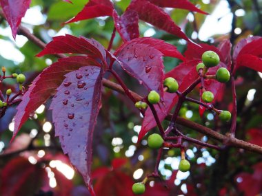 Sonra yağmur, güzel sonbahar doğa, ayrıntılar ve yakın çekim güzel kırmızı yaprakları