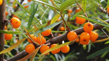 Deniz cehri çilek dal. Sonbaharda, bahçedeki zengin bir hasat. Ayrıntılar ve yakın çekim.