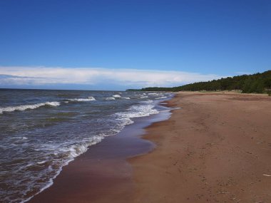 Finlandiya Körfezi kıyısında. Çam ormanı ve Kuzey Denizi kıyısında plaj. Ayrıntılar ve yakın çekim
