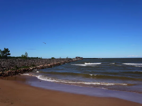 Golf Der Finnischen Küste Kiefernwald Und Strand Der Nordseeküste Details — Stockfoto