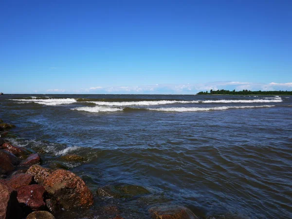 Finn Öböl Partján Fenyves Erdőben Beach Északi Tenger Partján Részletek — Stock Fotó