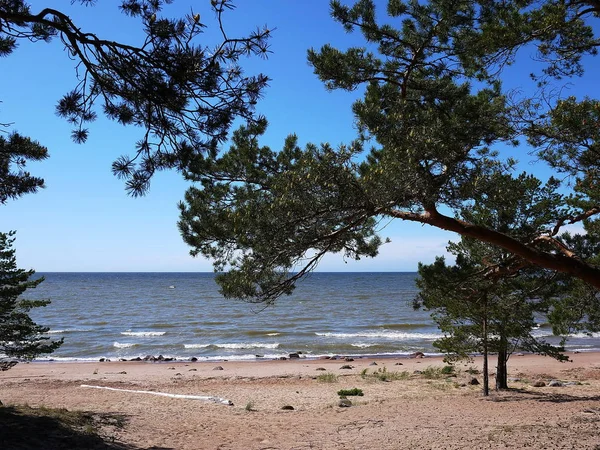 Finn Öböl Partján Fenyves Erdőben Beach Északi Tenger Partján Részletek — Stock Fotó