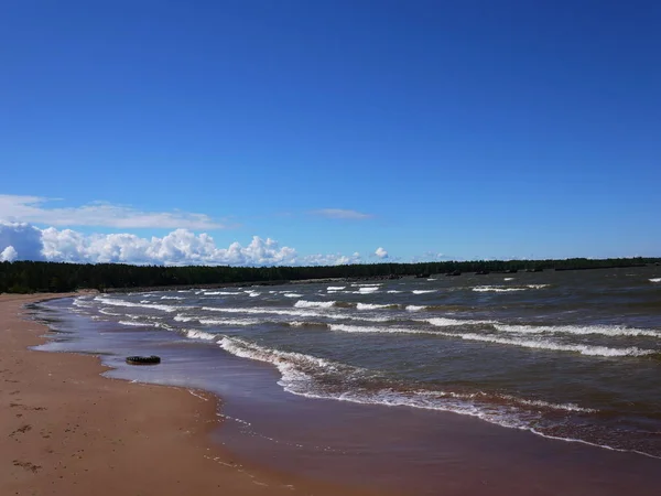 Costa Del Golfo Finlandia Bosque Pinos Playa Costa Del Mar — Foto de Stock