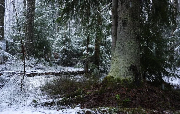 Śnieg Spada Lesie Drzewami Intensywny Śnieg Błyskawicznie Pokrywa Powierzchnię Lasu — Zdjęcie stockowe