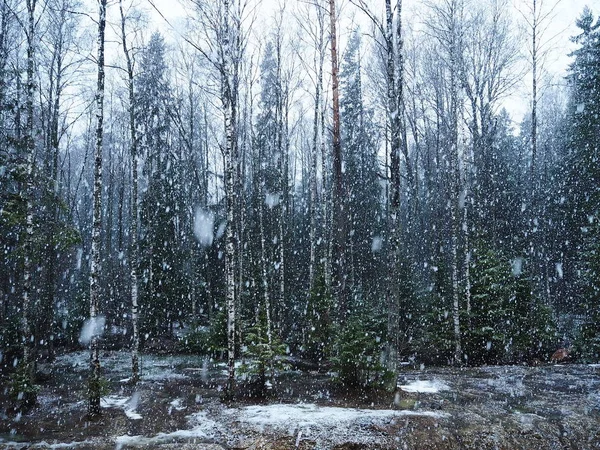 Snow falls in the forest with trees. Intense snow instantly covers the surface of the forest and tree branches with a layer of snow. Details and close-up of snow.