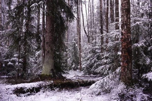 Snow falls in the forest with trees. Intense snow instantly covers the surface of the forest and tree branches with a layer of snow. Details and close-up of snow.