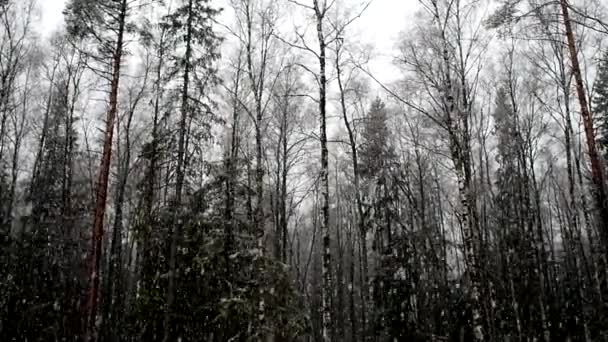Sníh Padá Lese Stromy Silný Sníh Okamžitě Zakrývá Povrch Lesa — Stock video