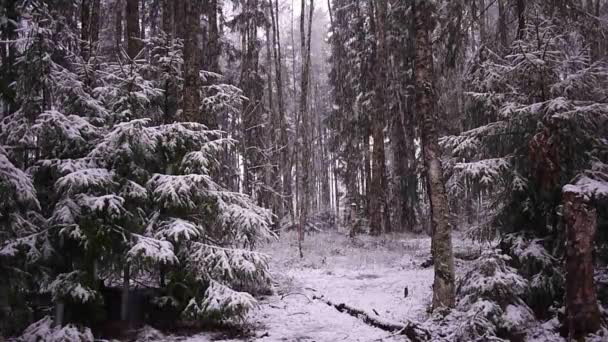 雪飘落在森林里 强烈的雪立即覆盖在森林的表面和树枝上 有一层雪 雪的细节和特写 — 图库视频影像