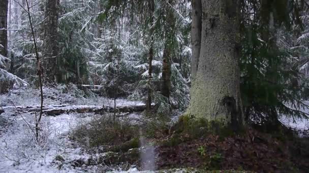 Nieve Cae Bosque Con Árboles Nieve Intensa Cubre Instantáneamente Superficie — Vídeo de stock