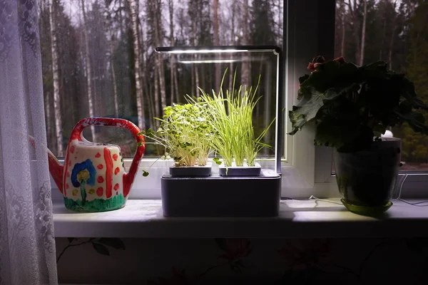 Thuis Planten Kweken Speciale Potten Voor Het Kweken Van Kruiden — Stockfoto