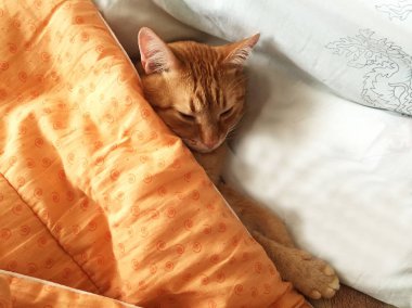 Ev kedisi uyuyor. Kırmızı kedi. Detaylar ve yakın çekim