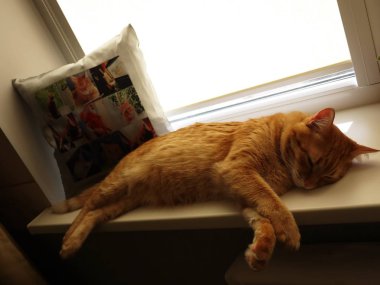 Ev kedisi uyuyor. Kırmızı kedi. Detaylar ve yakın çekim