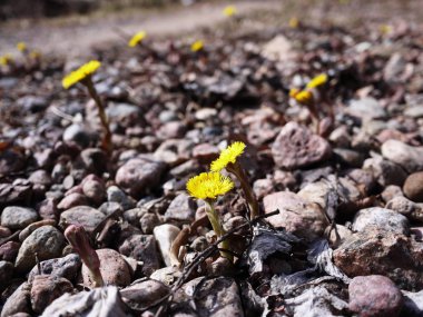 Anne ve üvey anne Bloom. Baharda genç çiçekler ortaya çıktı. Detaylar ve yakın çekim.