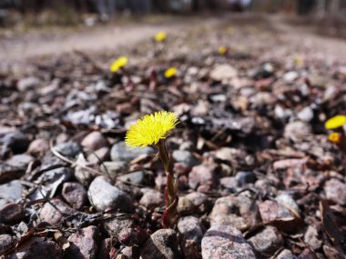 Anne ve üvey anne Bloom. Baharda genç çiçekler ortaya çıktı. Detaylar ve yakın çekim.