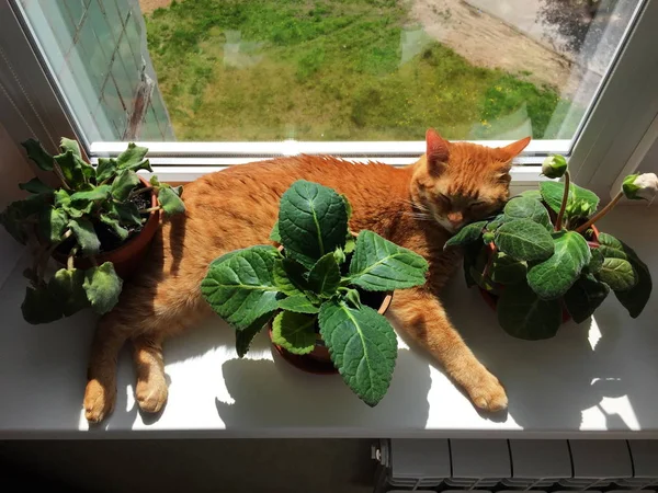 Rumah Kucing Tidur Kucing Merah Rincian Dan Close — Stok Foto