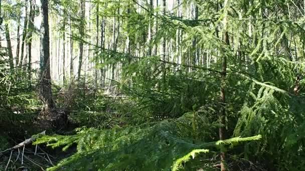 Солнечный Весенний Лес Весной Лес Освобождается Снега Расцветает Всеми Цветами — стоковое видео