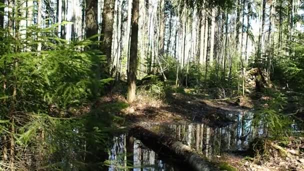 Zonnige Lente Bos Het Voorjaar Het Bos Bevrijd Van Sneeuw — Stockvideo