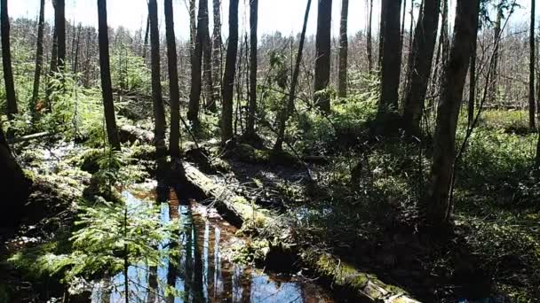 Foresta Primaverile Soleggiata Primavera Foresta Libera Dalla Neve Fiorisce Con — Video Stock