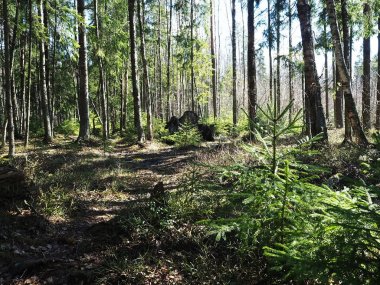 Güneşli bahar ormanı. Baharda, orman kar ve tüm renkler ile çiçek serbest bırakılır.