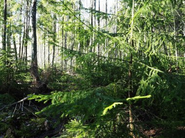 Güneşli bahar ormanı. Baharda, orman kar ve tüm renkler ile çiçek serbest bırakılır.