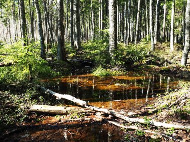 Güneşli bahar ormanı. Baharda, orman kar ve tüm renkler ile çiçek serbest bırakılır.