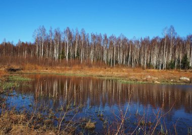 İlkbaharda huş ağacı çalısı. Ağaçlar bir orman göletinin yanında yetişir. Ayrıntılar ve yakın çekim.