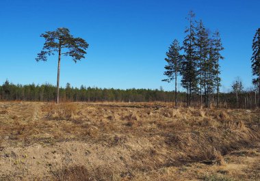 Tarlada yalnız bir ağaç. Çam ormanın kenarında duruyor. Ayrıntılar ve yakın çekim.