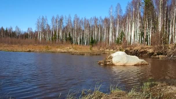 Bilhete Bétula Primavera Árvores Crescem Perto Lago Florestal Detalhes Close — Vídeo de Stock