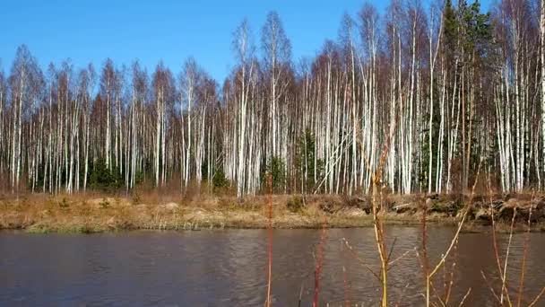 Bilhete Bétula Primavera Árvores Crescem Perto Lago Florestal Detalhes Close — Vídeo de Stock