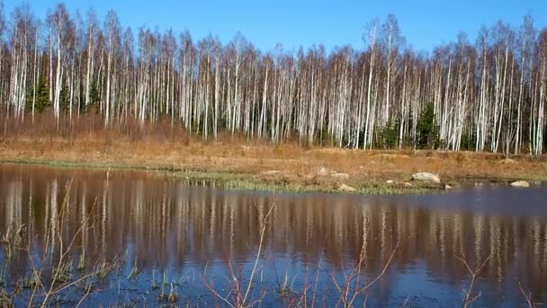 Birkendickicht Frühling Bäume Wachsen Der Nähe Eines Waldteiches Details Und — Stockvideo