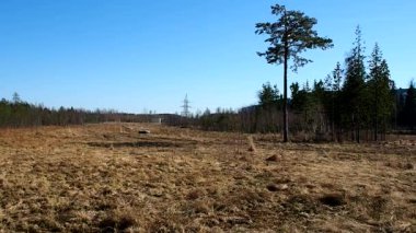 Tarlada yalnız bir ağaç. Çam ormanın kenarında duruyor. Ayrıntılar ve yakın çekim.